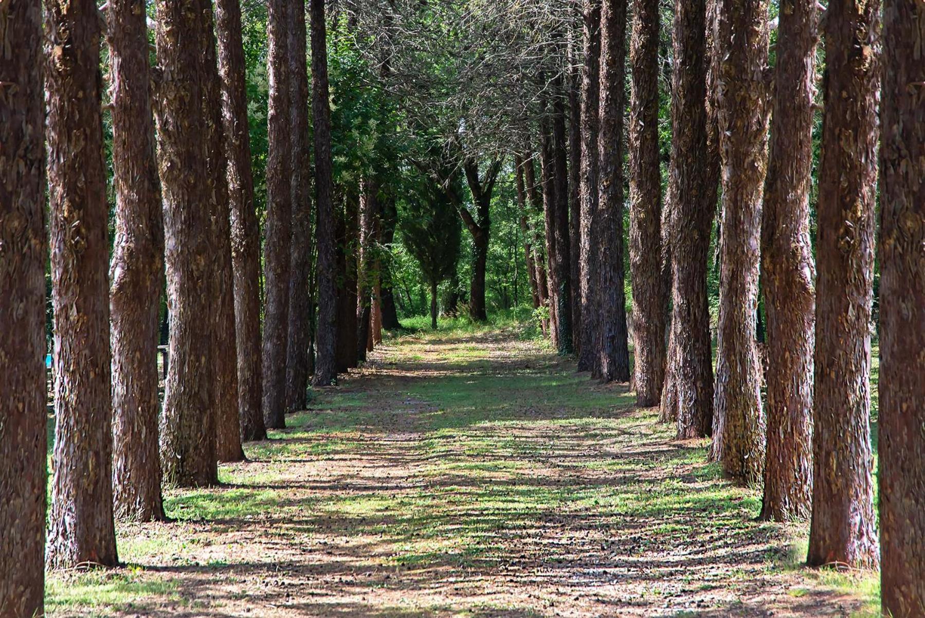 Agriturismo Villa Alari Cetona Kültér fotó